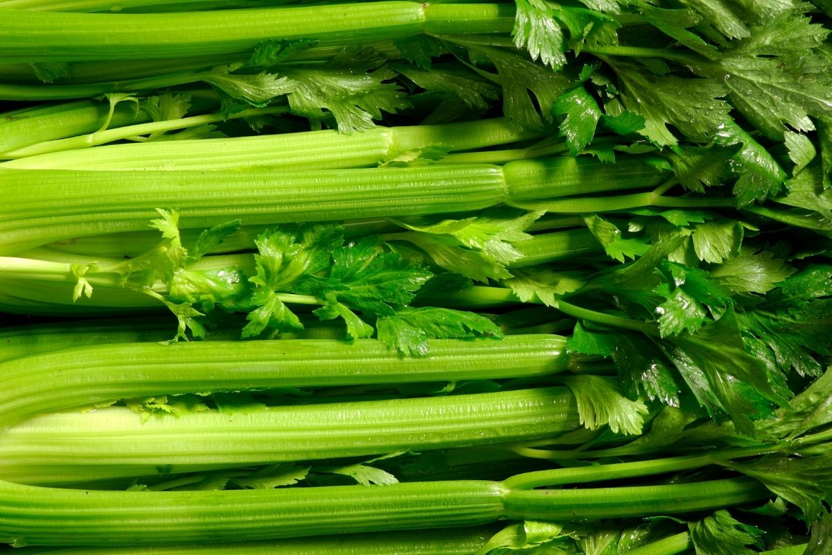 Vegetable stems that we can eat safely A guide to edible stems The